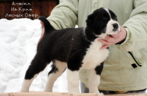 Photo №4. I will sell central asian shepherd dog in the city of Nizhny Novgorod. private announcement - price - Negotiated