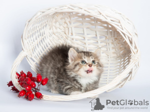 Additional photos: Kuril bobtail kittens for sale