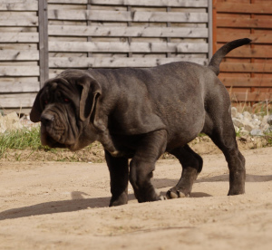 Photo №2 to announcement № 3041 for the sale of neapolitan mastiff - buy in Russian Federation from nursery, breeder