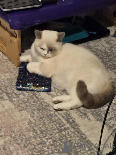 Photo №3. British shorthair colour point. Germany