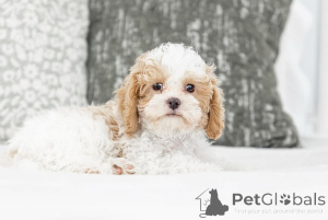 Photo №1. labradoodle - for sale in the city of Seydispjordur | negotiated | Announcement № 155603
