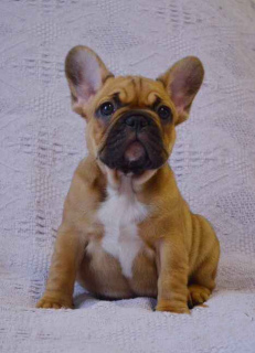 Photo №1. french bulldog - for sale in the city of Москва | 813$ | Announcement № 2340