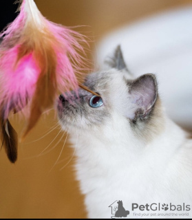 Photo №1. birman - for sale in the city of Munich | 317$ | Announcement № 109761