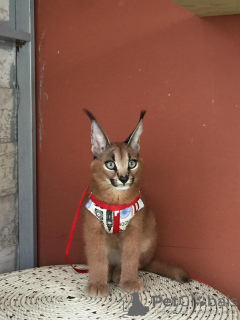 Additional photos: caracal kittens