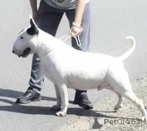 Photo №4. I will sell bull terrier in the city of Poznan. private announcement - price - 1239$