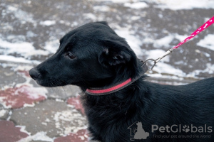 Photo №4. I will sell non-pedigree dogs in the city of Москва. private announcement - price - Is free