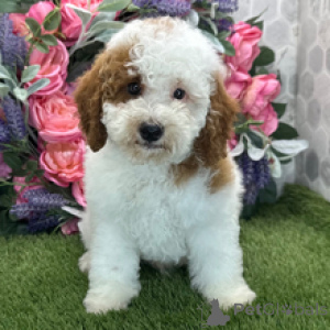 Photo №2 to announcement № 172245 for the sale of poodle (toy) - buy in Germany private announcement