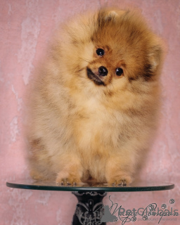 Photo №3. Mini bear spitz puppies. Russian Federation