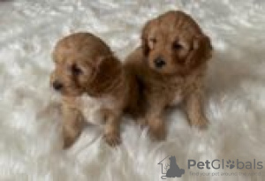 Photo №1. poodle (toy) - for sale in the city of Berlin | Is free | Announcement № 126916