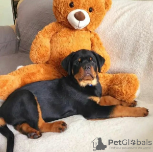 Photo №2 to announcement № 63285 for the sale of rottweiler - buy in Poland private announcement