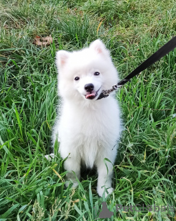 Photo №2 to announcement № 13264 for the sale of japanese spitz - buy in Ukraine from nursery, breeder