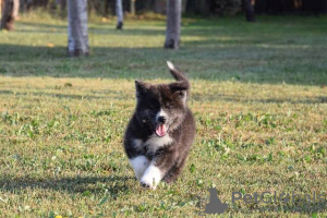 Photo №2 to announcement № 82806 for the sale of akita - buy in Serbia 