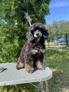 Photo №1. poodle (dwarf) - for sale in the city of Tallinn | 2325$ | Announcement № 112794