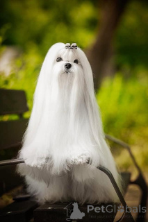 Photo №3. Maltese, excellent bloodlines. Bulgaria