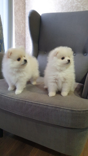 Additional photos: Spitz Puppies