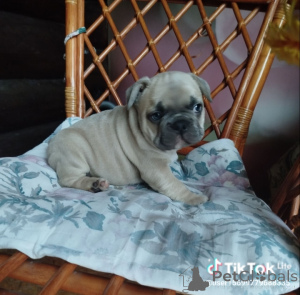 Photo №4. I will sell french bulldog in the city of Minsk. private announcement - price - 581$