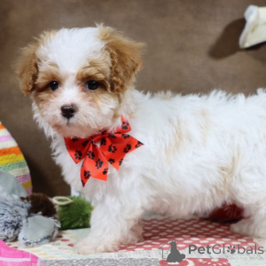 Photo №1. maltipu - for sale in the city of Munich-Flughafen | 847$ | Announcement № 149578