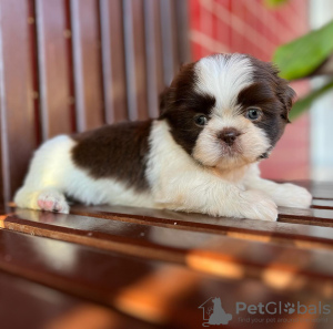 Photo №2 to announcement № 100397 for the sale of shih tzu - buy in United States private announcement
