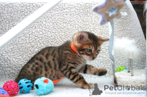 Photo №3. Champion bloodline Bengal kittens Cats for sale now. Germany