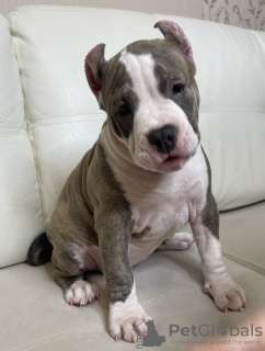 Photo №2 to announcement № 19296 for the sale of american bully - buy in Russian Federation private announcement