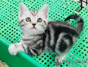 Photo №1. american shorthair - for sale in the city of Bietigheim-Bissingen | 361$ | Announcement № 172316