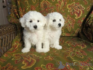 Photo №1. bichon frise - for sale in the city of Saiberjay | 500$ | Announcement № 145652
