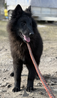 Photo №2 to announcement № 135519 for the sale of belgian shepherd - buy in Latvia private announcement, breeder