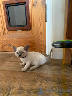 Photo №2 to announcement № 31244 for the sale of devon rex - buy in United States breeder
