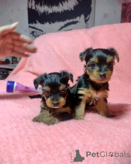 Photo №3. Teacup Yorkie puppy for adoption. United States