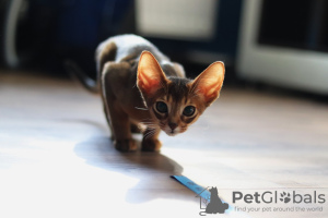 Photo №2 to announcement № 18307 for the sale of abyssinian cat - buy in Belarus private announcement, from nursery, breeder