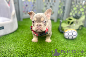 Photo №3. Bundle of joy French bulldog puppies ready to bring joy. United States