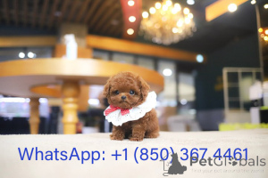 Photo №3. Dean Janet Kay puppies house. United States