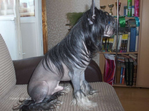 Photo №2. Mating service chinese crested dog. Price - negotiated