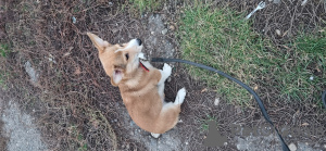 Additional photos: Selling WELSH CORGI puppy PEMBROKE born 08/26/23