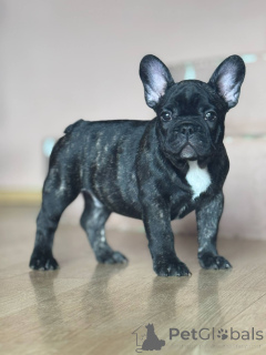Photo №2 to announcement № 142815 for the sale of french bulldog - buy in Serbia breeder