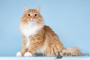 Photo №2 to announcement № 160878 for the sale of  - buy in Russian Federation from the shelter