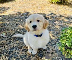 Photo №1. golden retriever - for sale in the city of bridging | 392$ | Announcement № 158710