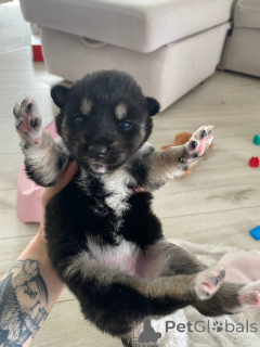 Photo №1. siberian husky - for sale in the city of Minsk | Is free | Announcement № 146024