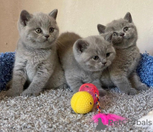 Photo №2 to announcement № 109316 for the sale of british shorthair - buy in France 