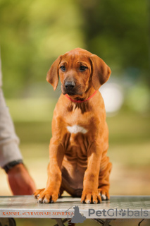 Photo №4. I will sell rhodesian ridgeback in the city of Minsk. private announcement - price - negotiated