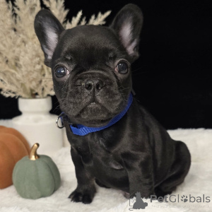 Photo №1. french bulldog - for sale in the city of Baden | negotiated | Announcement № 157837