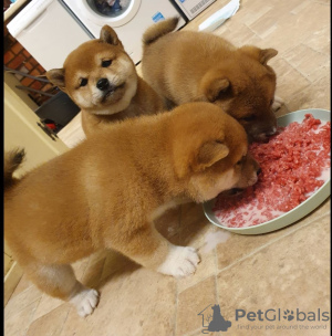 Photo №4. I will sell shiba inu in the city of Eindhoven. private announcement - price - 412$