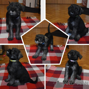 Photo №3. Miniature Schnauzer puppies. Russian Federation
