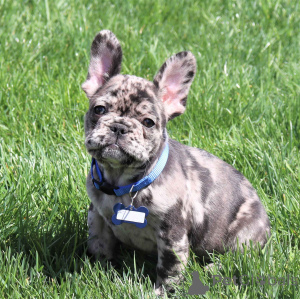 Photo №2 to announcement № 165793 for the sale of french bulldog - buy in Italy private announcement, breeder