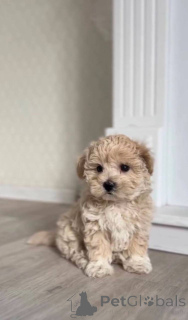 Photo №2 to announcement № 147553 for the sale of maltipu - buy in Germany private announcement