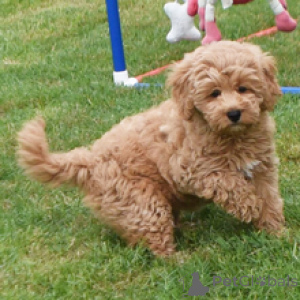 Photo №3. Laci Goldendoodle Female 11 Weeks Old Ready to Go Home. Germany