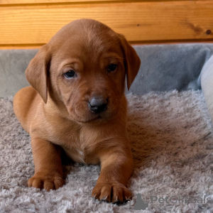 Photo №3. Labrador Retriever Male 7 weeks old Ready by Feb. 9. United Kingdom