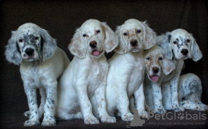 Photo №4. I will sell english setter in the city of Yekaterinburg. breeder - price - negotiated