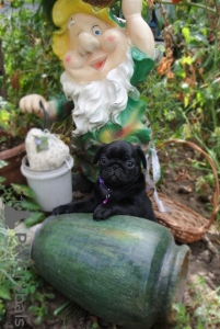Photo №1. pug - for sale in the city of Kharkov | 700$ | Announcement № 7455