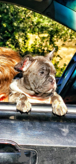 Additional photos: french bulldog puppies blue merle